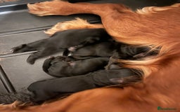 Cocker Spaniel dogs for sale: Cocker spaniels puppies - Image 7