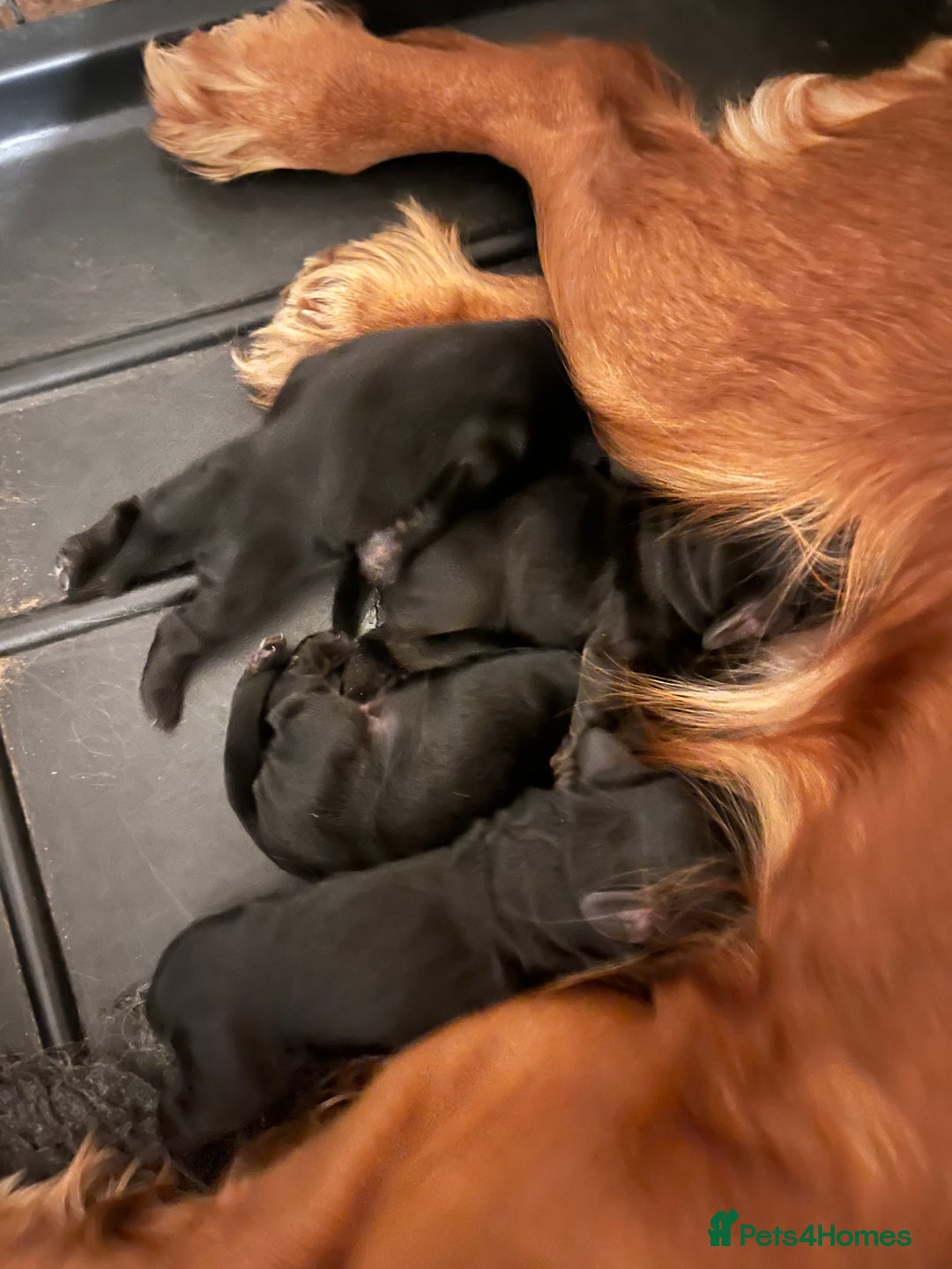 Cocker Spaniel dogs for sale: Cocker spaniels puppies - Image 7