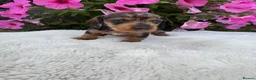 Dachshund dogs for sale: Standard wire haired dapple dachshund  in Worcester - Advert 18