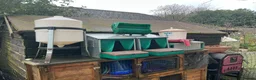 Chickens poultry for sale: Chickens and omlet coups feeders joblot  - Advert 7