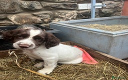 English Springer Spaniel dogs for sale: Springer spaniel puppies - Advert 28