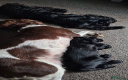 Sprocker dogs for sale: Sprocker spaniel puppies ready now - Image 4