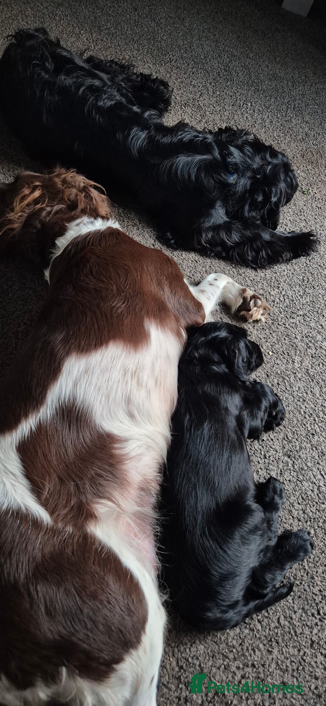 Sprocker dogs for sale: Sprocker spaniel puppies ready now - Image 4