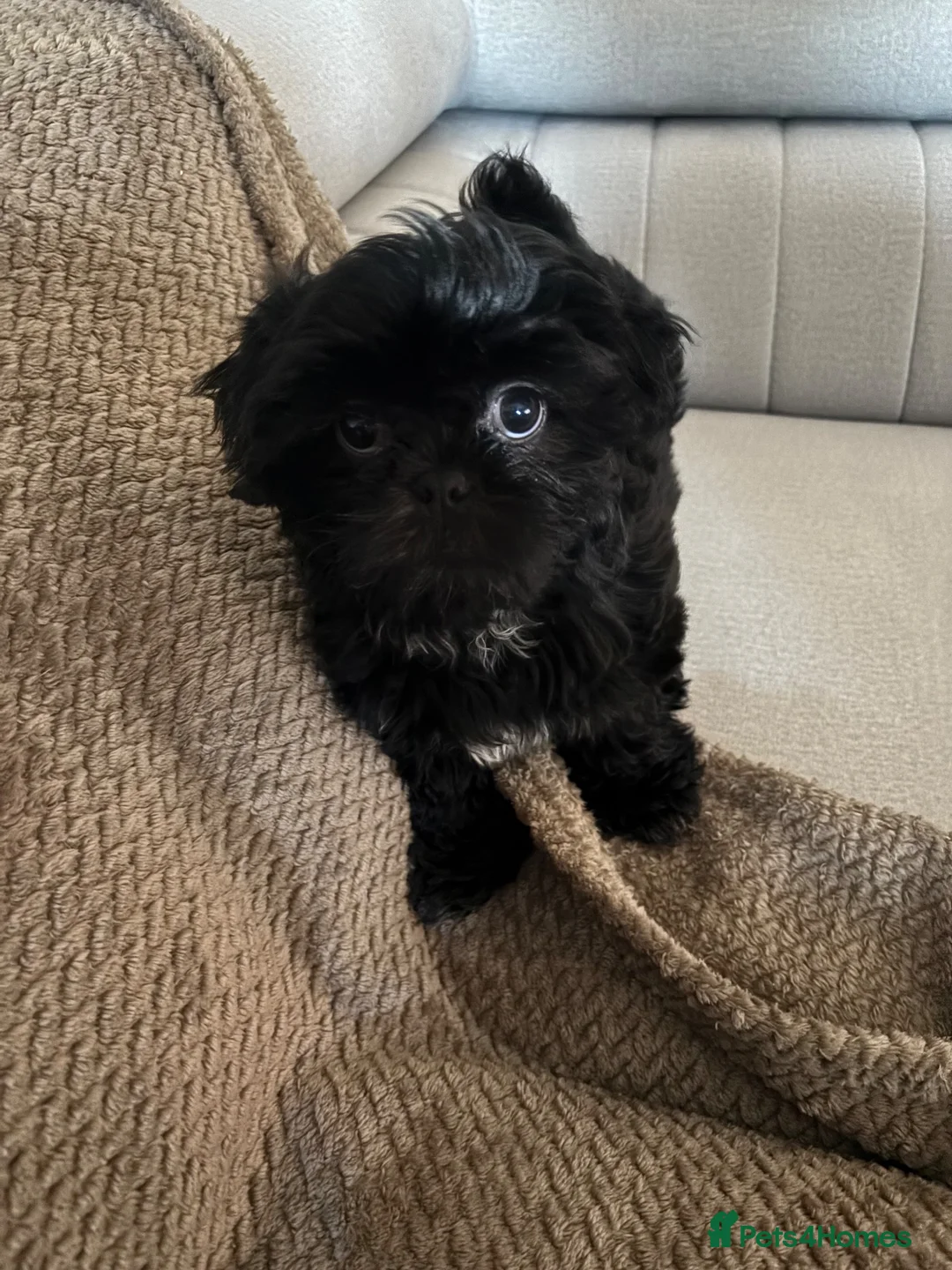 Shih Tzu dogs for sale: Puppy for sale  - Advert 7