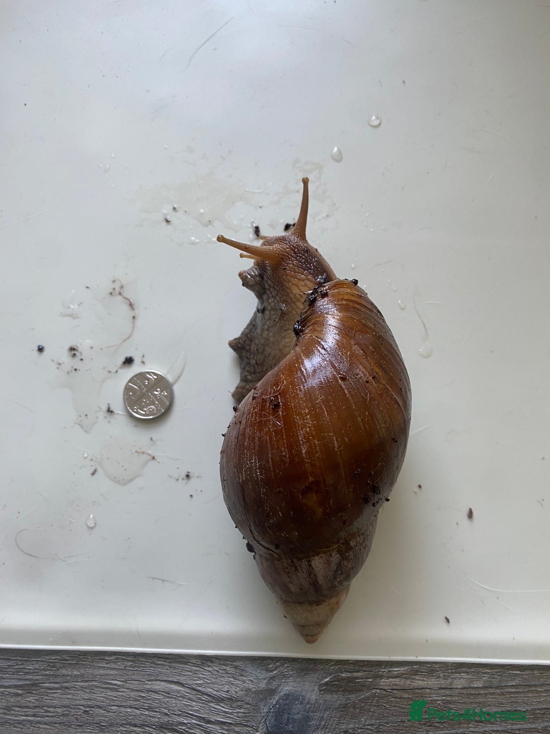 Snails invertebrates for sale: caramel giant african land snails - Image 2