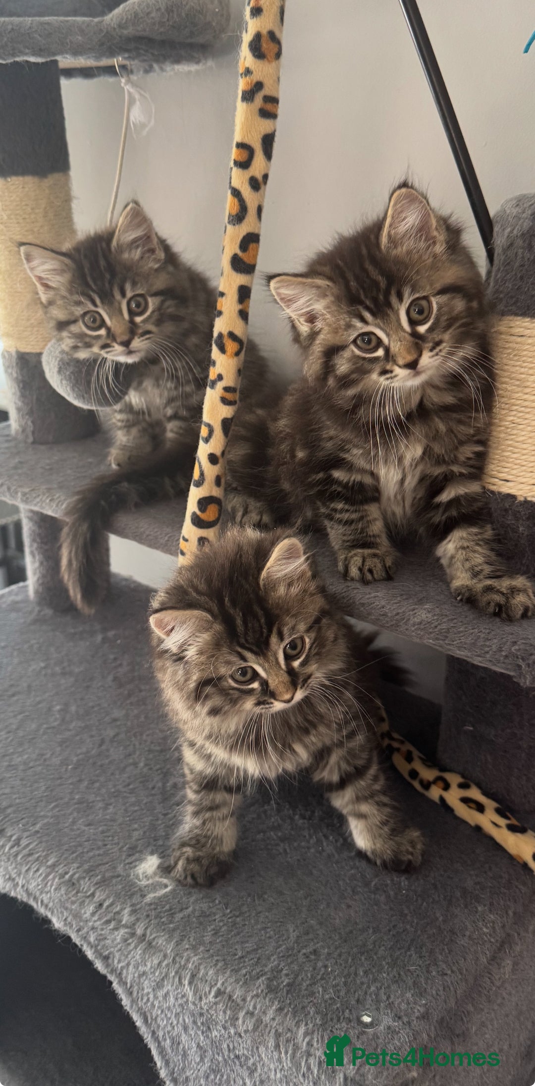 Mixed Breed cats for sale: Maine coon x ragdoll  - Image 27