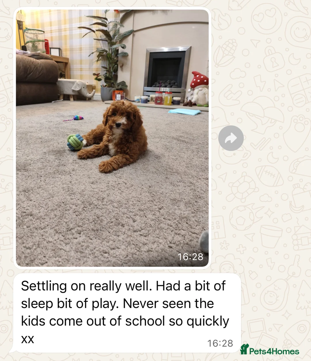 Mini Goldendoodle dogs for sale: Top Quality Miniature Goldendoodle puppies - Advert 2