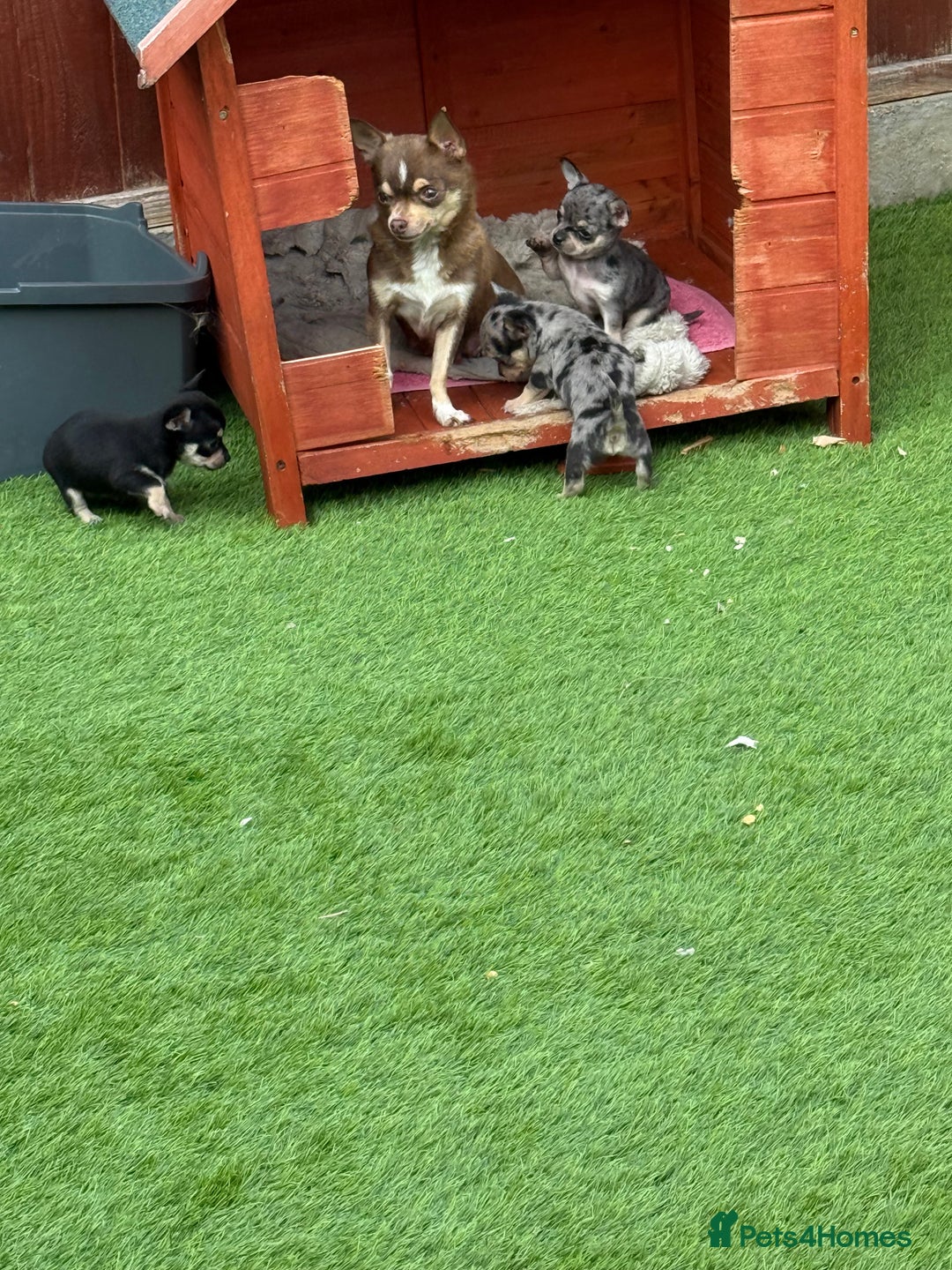 Chihuahua dogs for sale: Chihuahua puppies  - Image 8