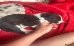 Border Collie dogs for sale: Fluffy long coat Blue merle border collie puppies - Image 10