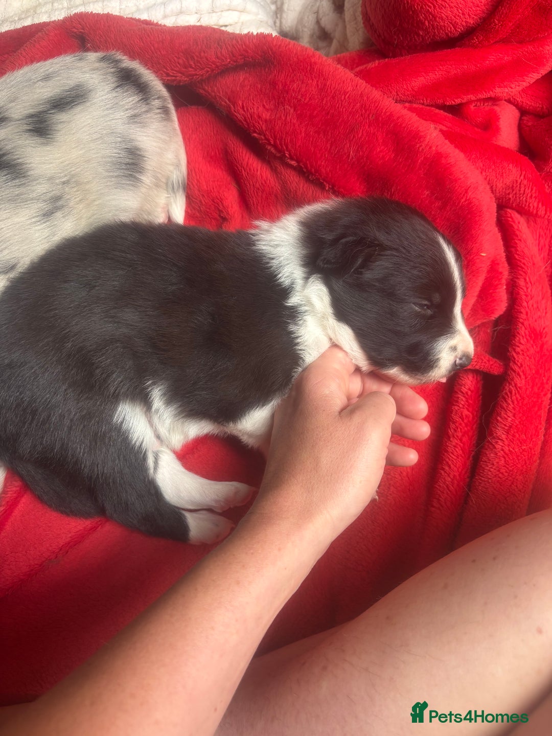 Border Collie dogs for sale: Fluffy long coat Blue merle border collie puppies - Image 10