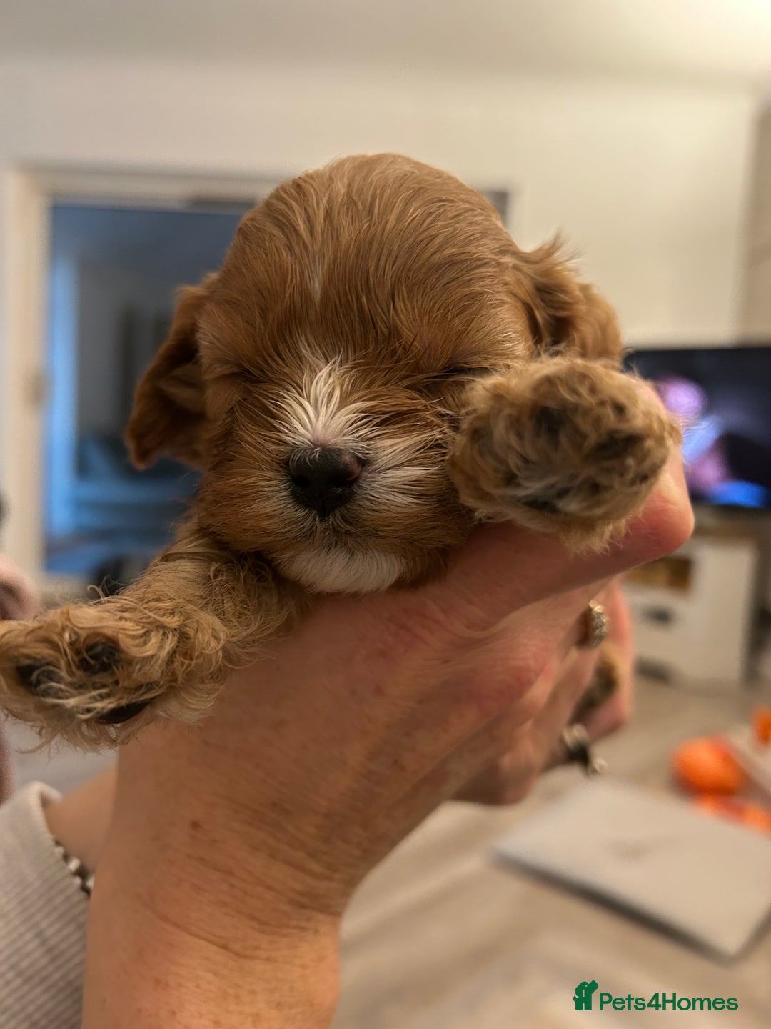 Cavapoo dogs for sale: Cavapoo FlbR - Advert 2