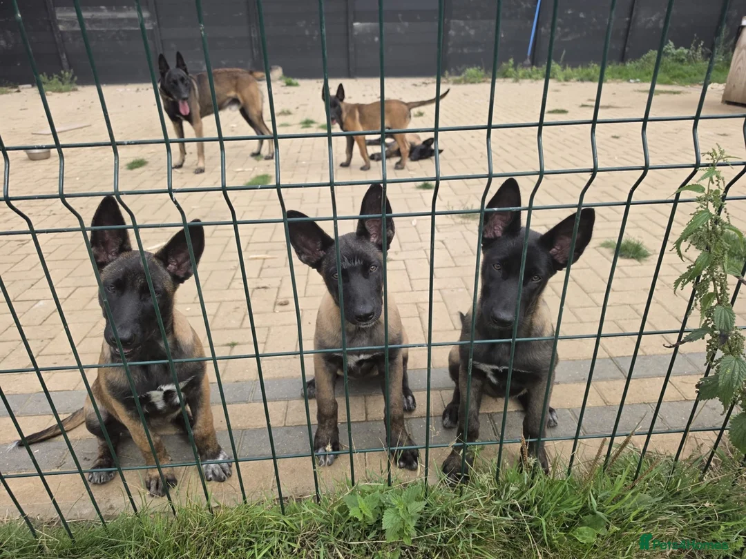 Belgian Shepherd Dog dogs for sale: Belgian shepards manolis  in Waltham Cross - Advert 16