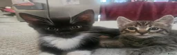 Mixed Breed cats for sale: Mix breed kittens mum is bengal cross - Advert 12