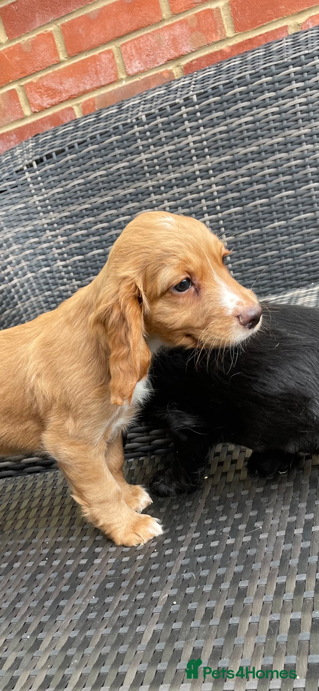 Cocker Spaniel dogs for sale: Cocker Spaniel Pups - Image 4