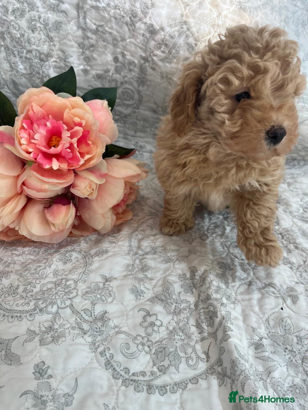 Maltipoo dogs 🤩 2 stunning female Maltipoo 🤩 - Advert 1