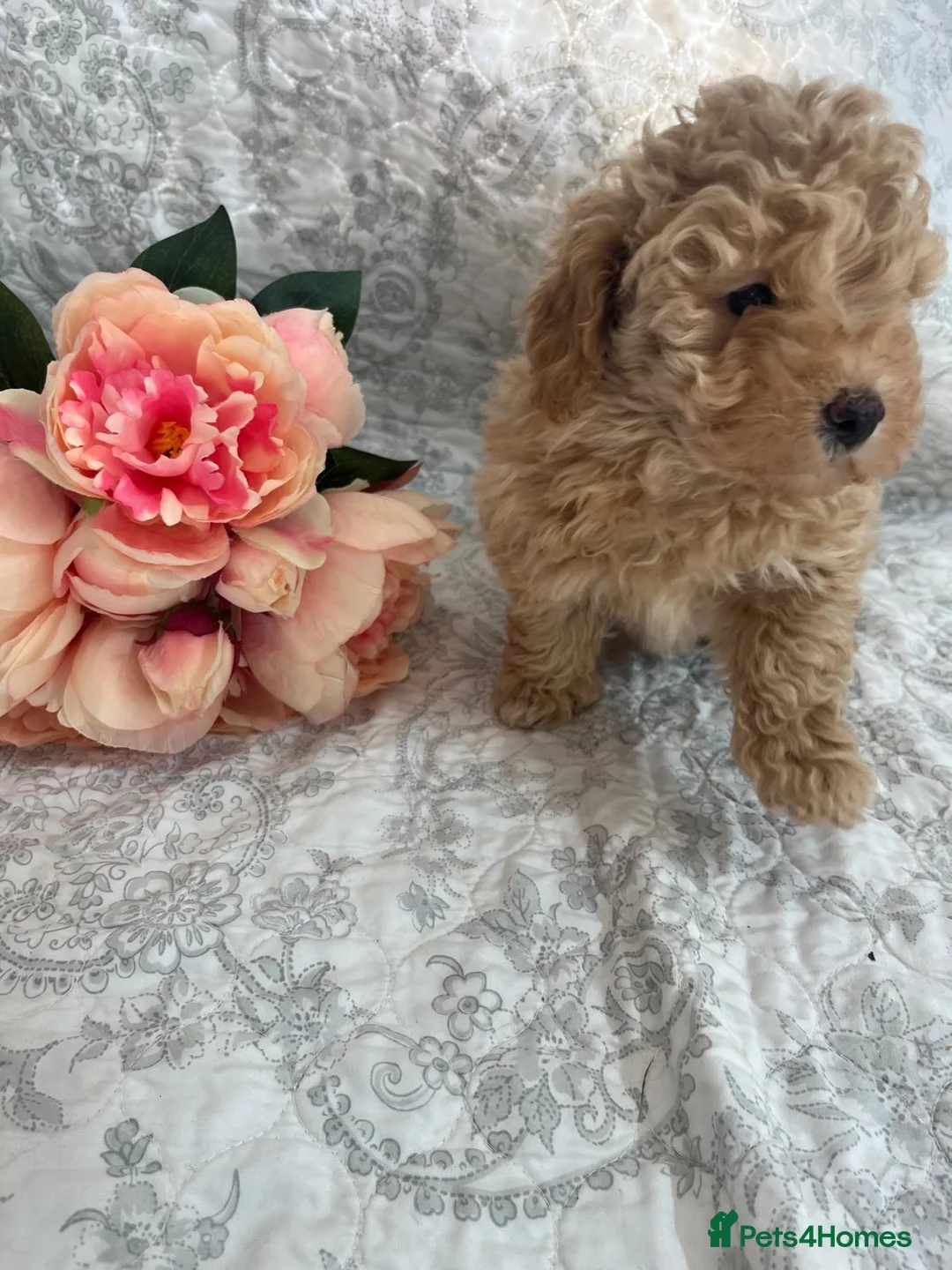 Maltipoo dogs for sale: 🤩 2 stunning female Maltipoo 🤩 - Advert 1