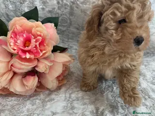 Maltipoo dogs 🤩 2 stunning female Maltipoo 🤩 - Advert 1