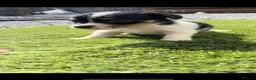 Jack Russell dogs for sale: 5 adorable Jack Russell puppies 🐶❤️ - Advert 9