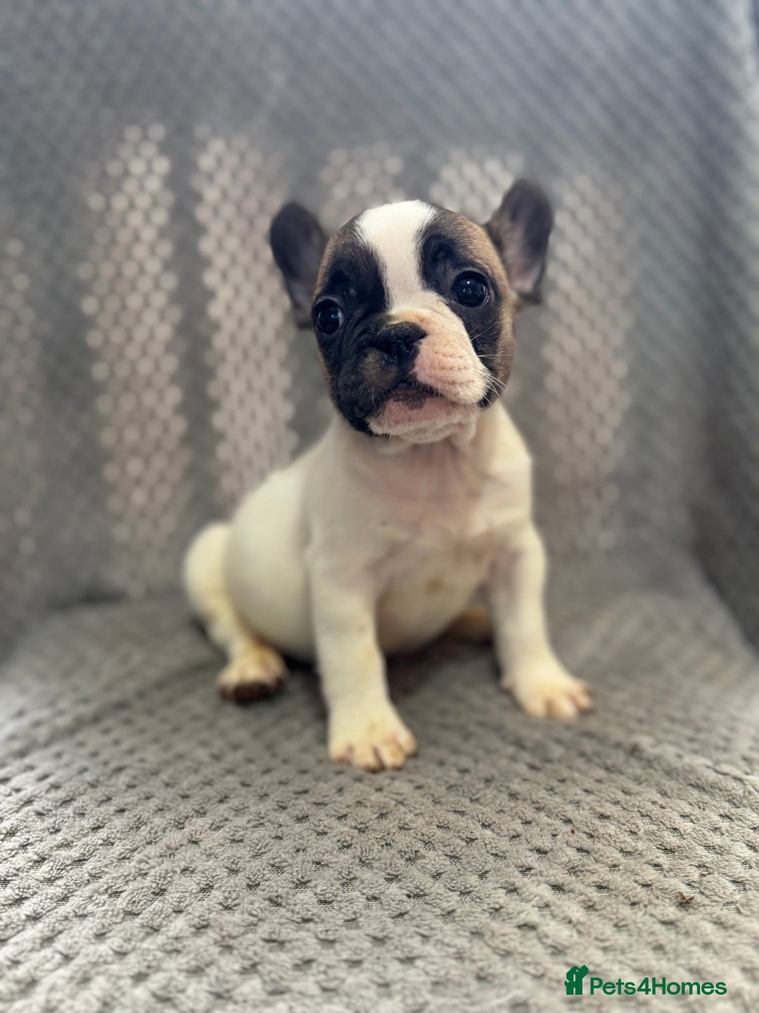 French Bulldog dogs for sale: FRENCH BULLDOG 🐶 - Advert 3