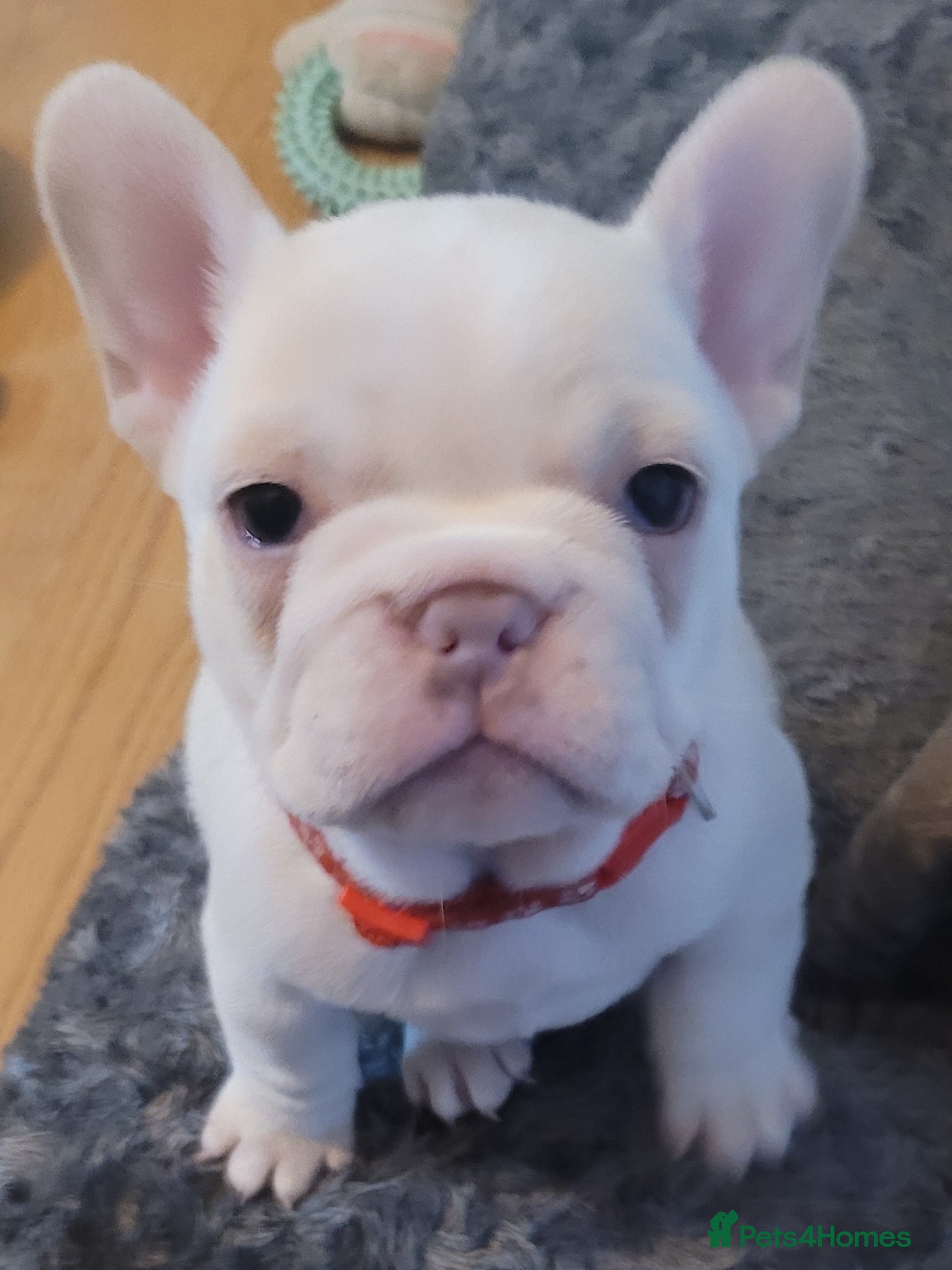 French Bulldog dogs Frenchie babies looking for their forever homes - Advert 2