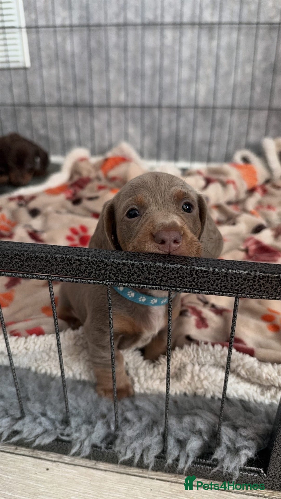 Miniature Dachshund dogs for sale: Stunning Miniature Dachshund - Advert 20