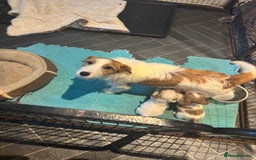 Jack Russell dogs for sale: KC STUNNING ROUGH COATED JACK RUSSELL PUPS  - Image 9
