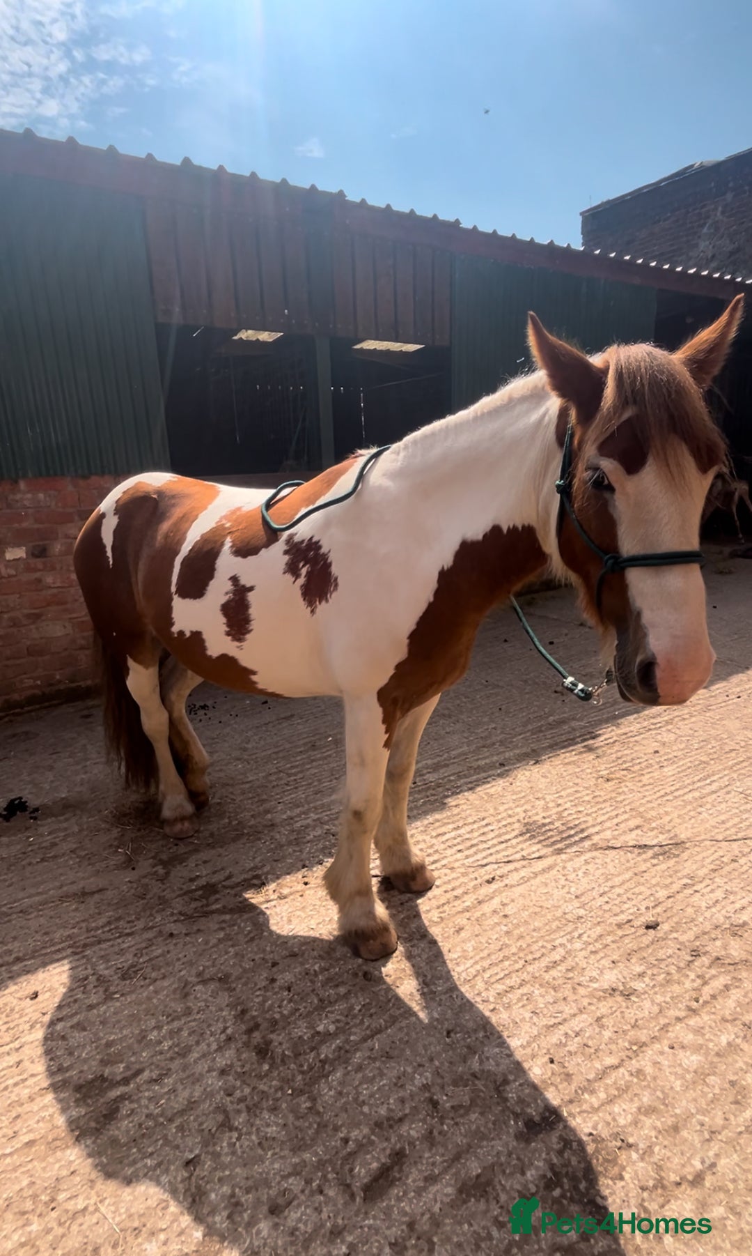 Irish Cob horses for sale: 5 yo skewbald cob 13.3 hh  - Image 9