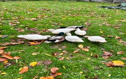 Ducks poultry for sale: 2025 hatch Call duck Drakes - Image 3