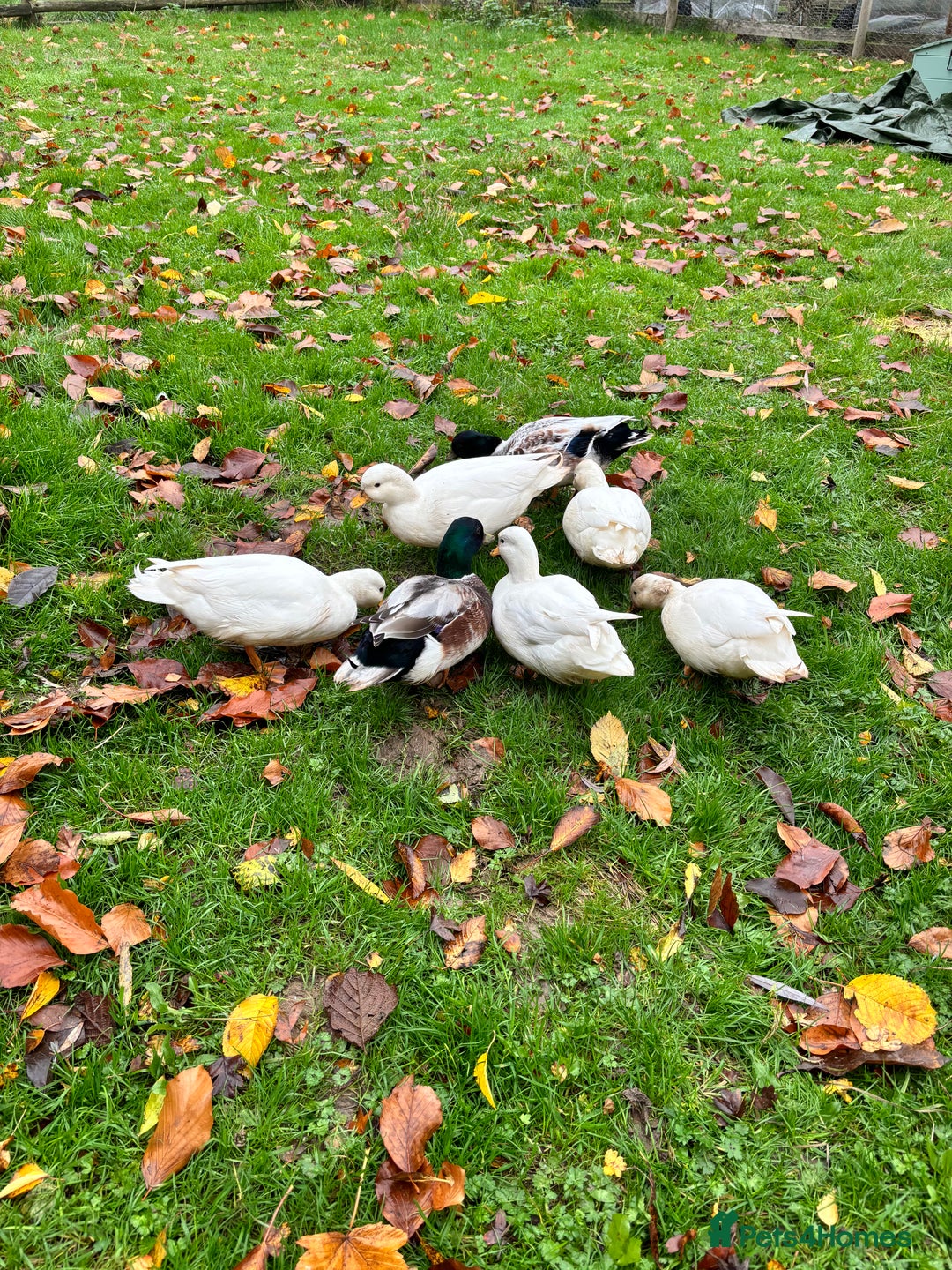 Ducks poultry for sale: 2025 hatch Call duck Drakes - Image 3