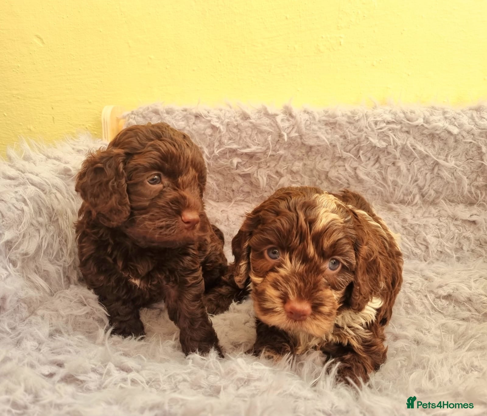Cockapoo dogs for sale: 🩷🩵 Ready now 2 Girls & 1 Boy🩵🩷 - Advert 1