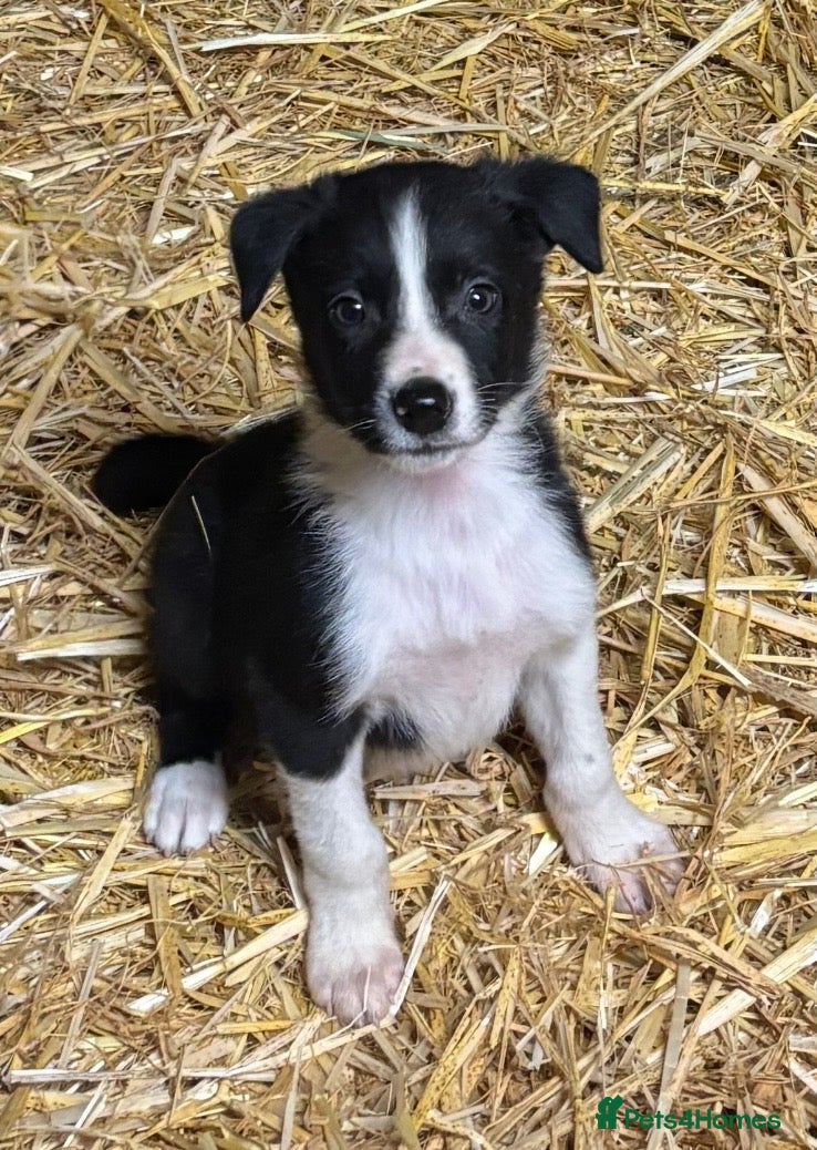 Border Collie dogs Ready Now - Border collie pups  - Advert 1