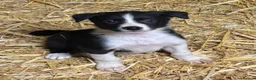 Border Collie dogs for sale: Ready Now - Border collie pups  - Advert 1
