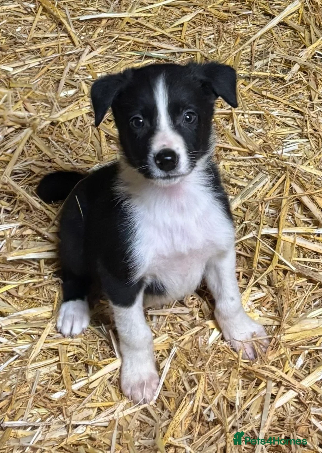 Border Collie dogs for sale: Ready Now - Border collie pups  - Advert 1