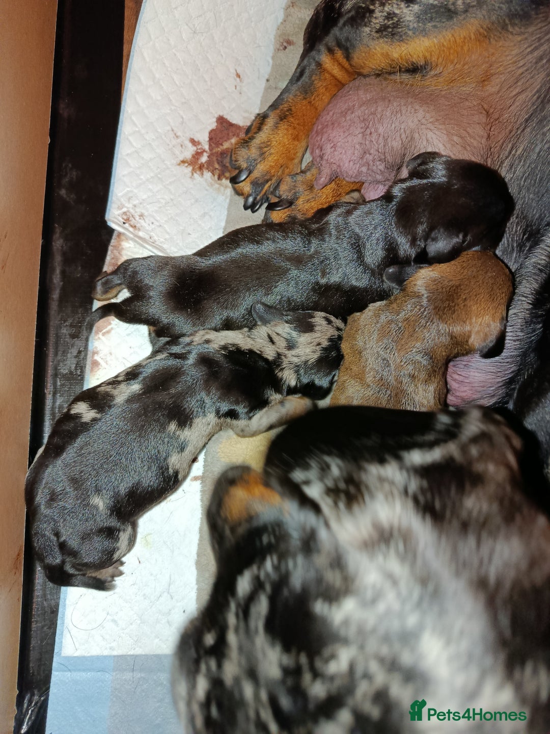 Dachshund dogs for sale: Champions Line/Show Quality Standard Dachshund - Advert 29