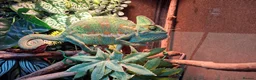 Chameleon reptiles for sale: Beautiful female Camelion for rehoming in Shrewsbury - Advert 6