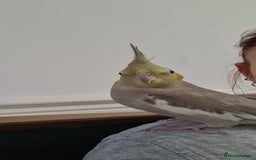 Cockatiels birds for sale: 2 beautiful birds (couple) - Image 5
