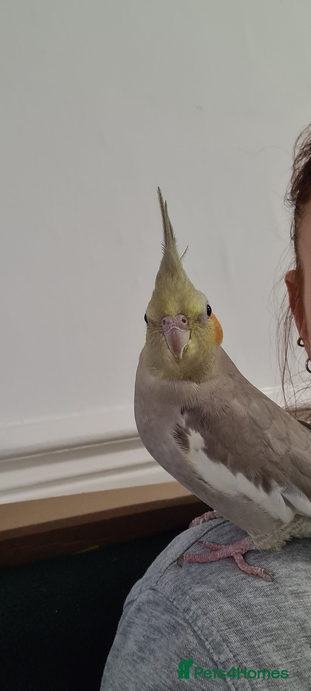 Cockatiels birds for sale: 2 beautiful birds (couple) - Image 5