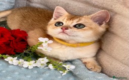 British Shorthair cats for sale: British sh golden kittens NY 12 GCCF  - Image 8