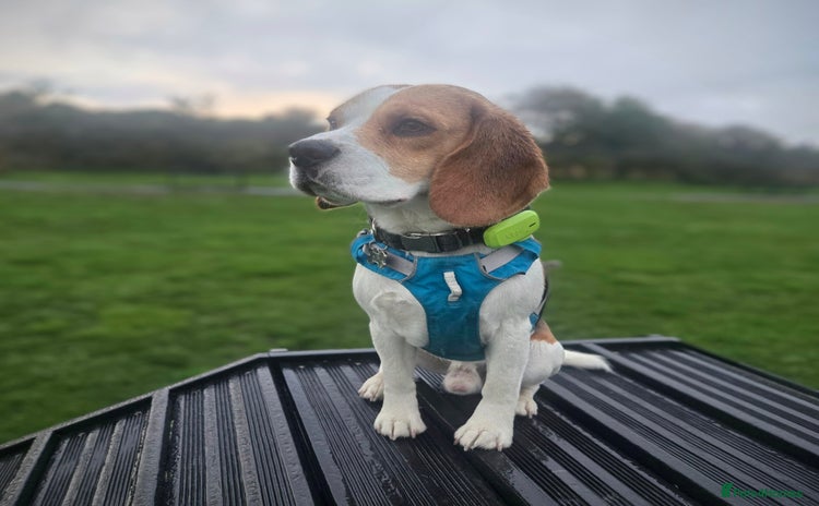 Beagle dogs - Advert 2