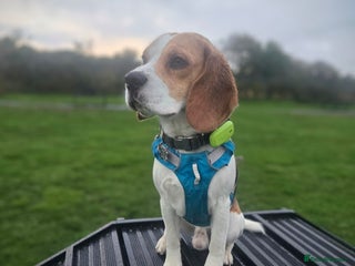 Beagle dogs - Advert 29