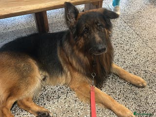 German Shepherd dogs Danielle beckinsale - Advert 1