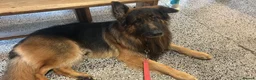 German Shepherd dogs for stud: Danielle beckinsale  - Advert 1