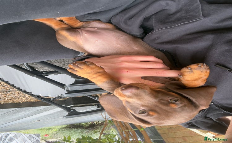 Dachshund dogs - Advert 2