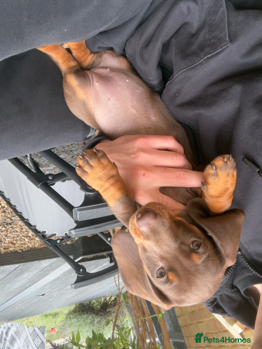 Dachshund dogs for sale: Chocolate dachshund female - Image 1