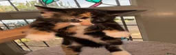 Mixed Breed cats for sale: Mixed breed kittens for sale  in Egham - Advert 3