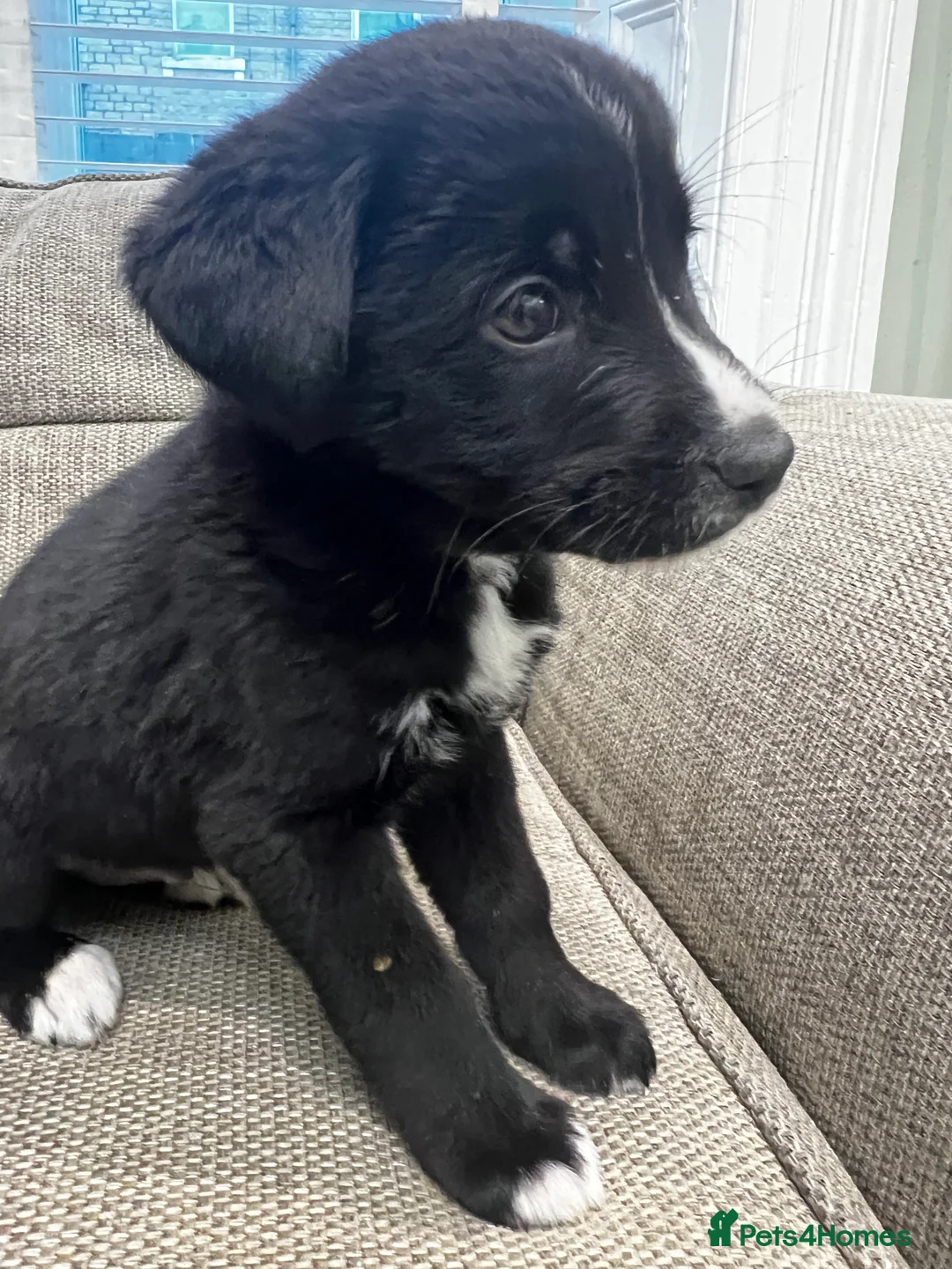 Mixed Breed dogs for sale: Bernese X Huskydor Pups - Advert 20