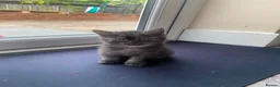 British Shorthair cats for sale: We have 2 little kittens looking for a new home  - Advert 18