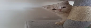 Grey collar boy