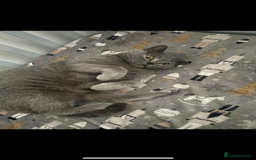 British Shorthair cats for sale: British shorthair  - Image 6