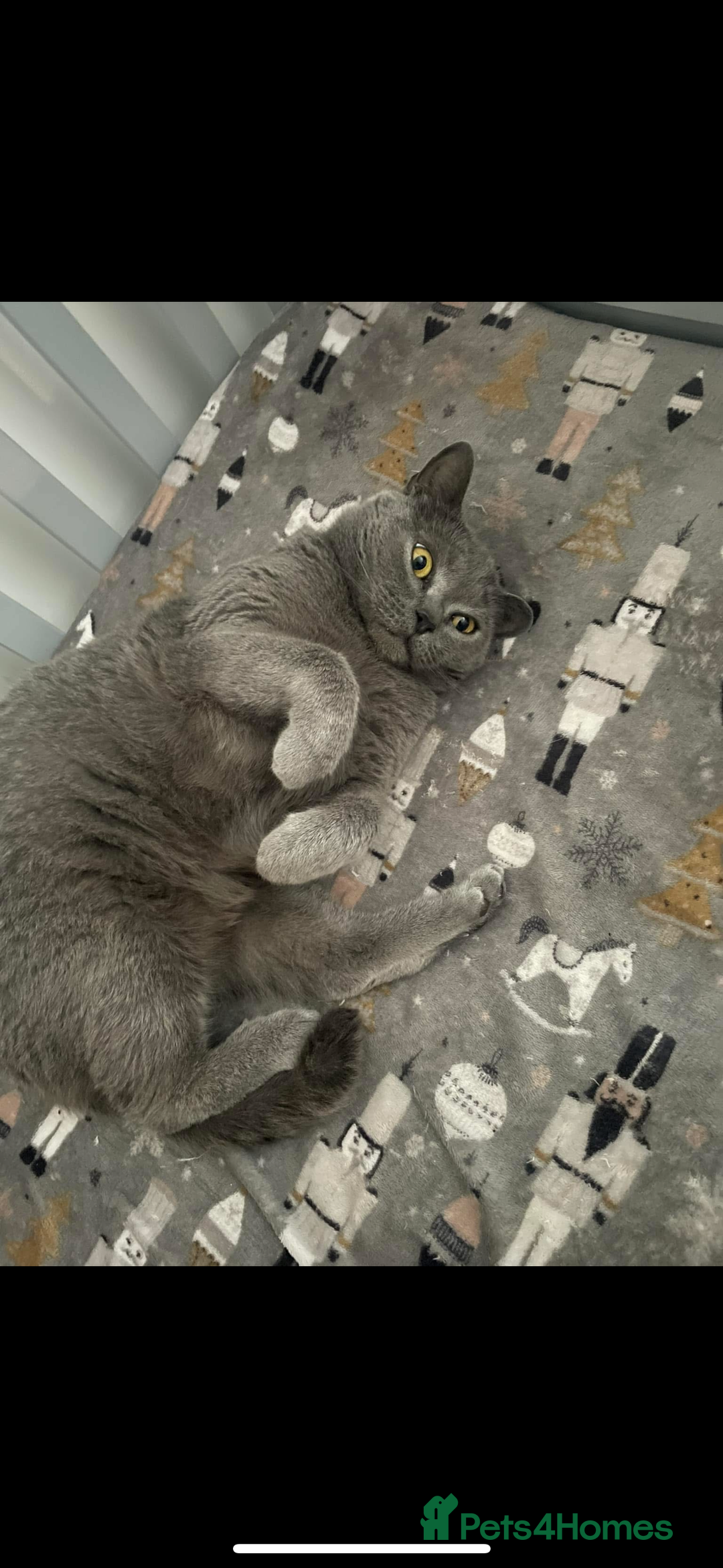 British Shorthair cats for sale: British shorthair  - Image 6